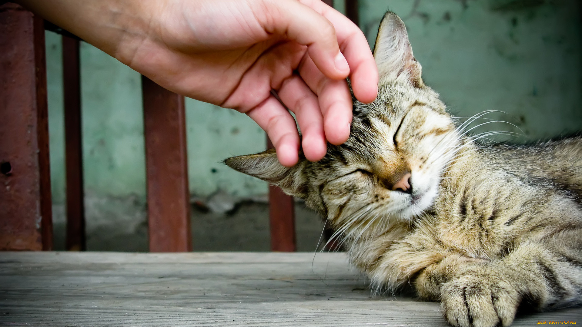 , , cat